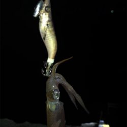 ヒイカ調査 2 (^^)