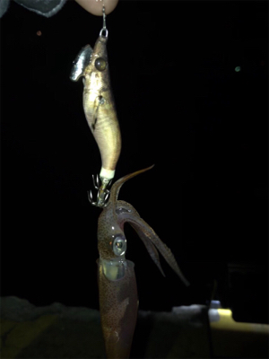 ヒイカ調査 2 (^^)