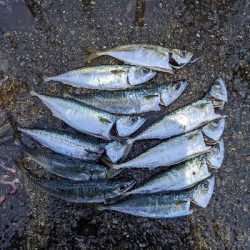 大サバは？中サバばかり…