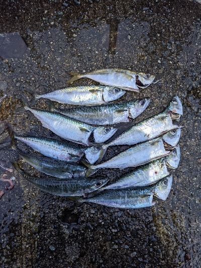 大サバは？中サバばかり…