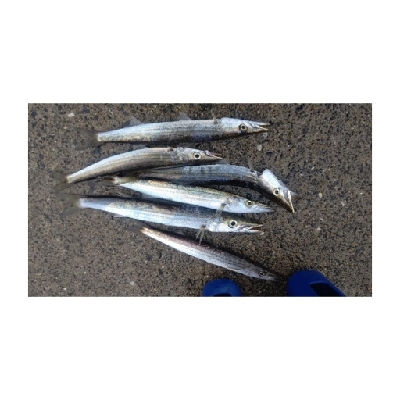 雨の中のカマシング