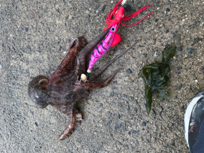 今朝もタコ釣り