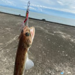 初のショアジギングでヒラメ