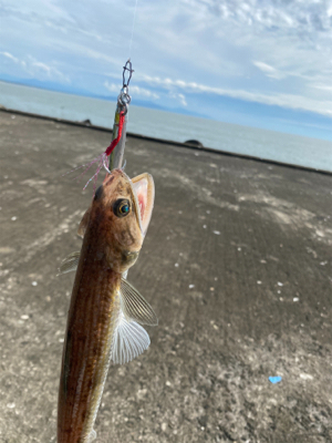 初のショアジギングでヒラメ