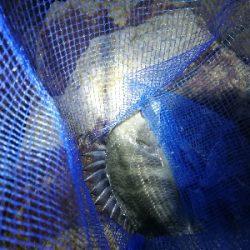 チヌ　キビレ祭り