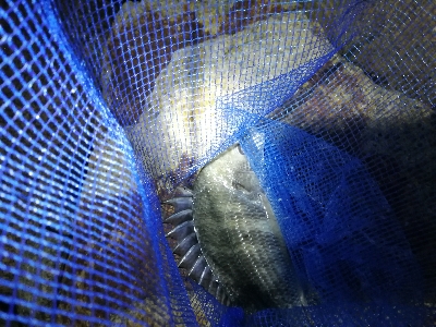 チヌ　キビレ祭り