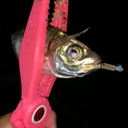 癒されアジング♪♪