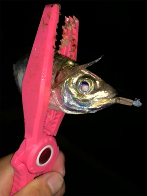 癒されアジング♪♪