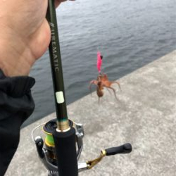 オクトパスフィッシュ！3