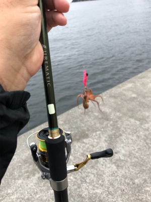 オクトパスフィッシュ！3