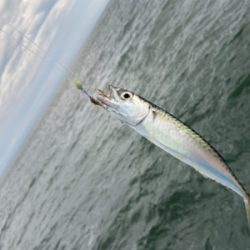 青物以外はよく釣れる^ ^汗