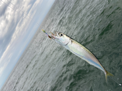 青物以外はよく釣れる^ ^汗