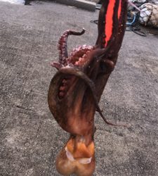 雨が上がりのタコ釣り