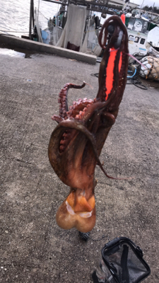 雨が上がりのタコ釣り