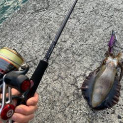 小さなアオリイカ