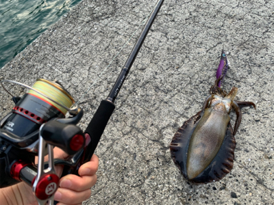 小さなアオリイカ