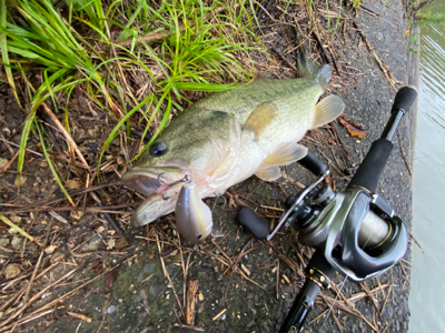 久しぶりのリザーバー