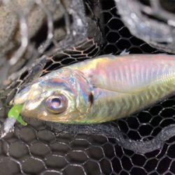 淡路島でアジング好調♪♪