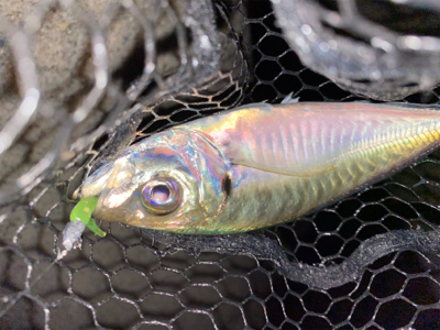 淡路島でアジング好調♪♪