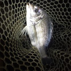 淀川ブリームゲーム