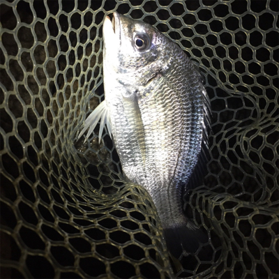 淀川ブリームゲーム