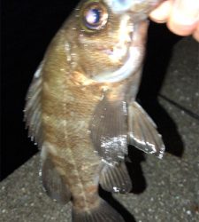 アジング不発。