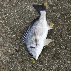 雨後濁りがいい感じ！