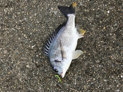 雨後濁りがいい感じ！