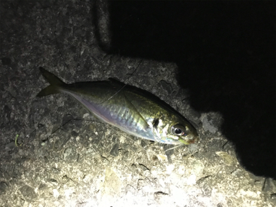 夜の釣り