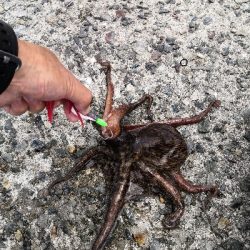 オクトパッシング終盤戦