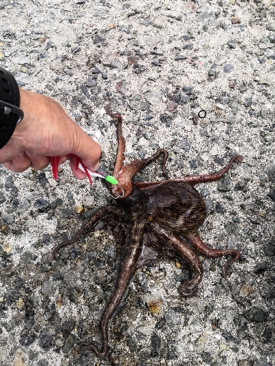 オクトパッシング終盤戦