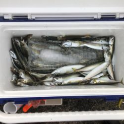 実家の要望で釣行