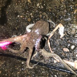 オクトパッシング