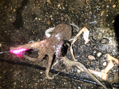 オクトパッシング