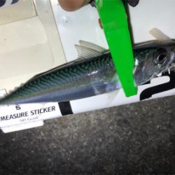 まだまださばさば