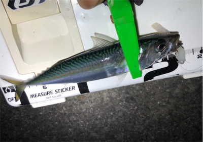 まだまださばさば