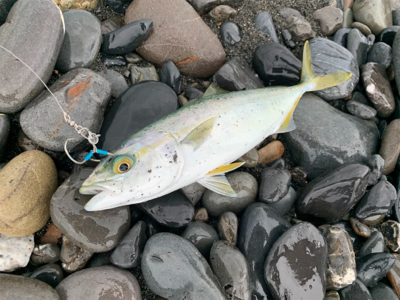 まだまだ小さい