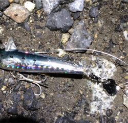 シーバスフィッシング　ハクパターン