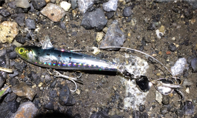 シーバスフィッシング　ハクパターン