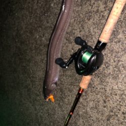 まさかまさかの化けアナゴ