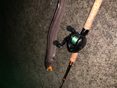 まさかまさかの化けアナゴ