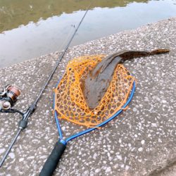 チニングのつもり…が！