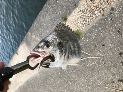 パターンハマらず