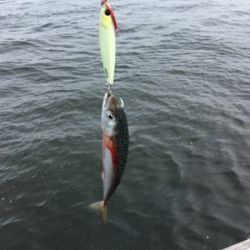 8時頃に小鯖だけは釣れまくり。。。