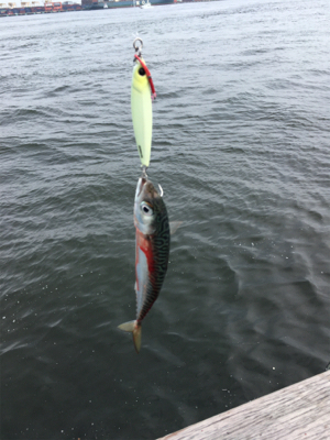 8時頃に小鯖だけは釣れまくり。。。
