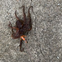 まぁまぁのサイズ♪