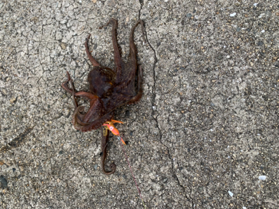 まぁまぁのサイズ♪