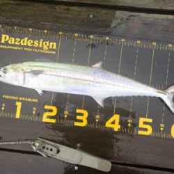 ライトショアジギング で大アジに太刀魚狙い