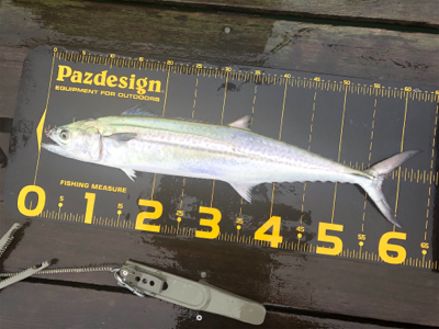 ライトショアジギング で大アジに太刀魚狙い