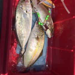 35センチのカンパチ三匹!やっぱり釣りは楽しいなー!